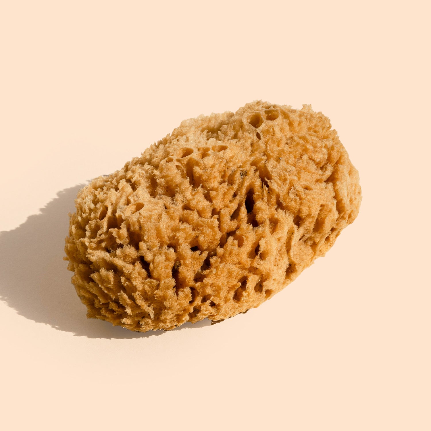 files/body-sea-sponge-3.jpg