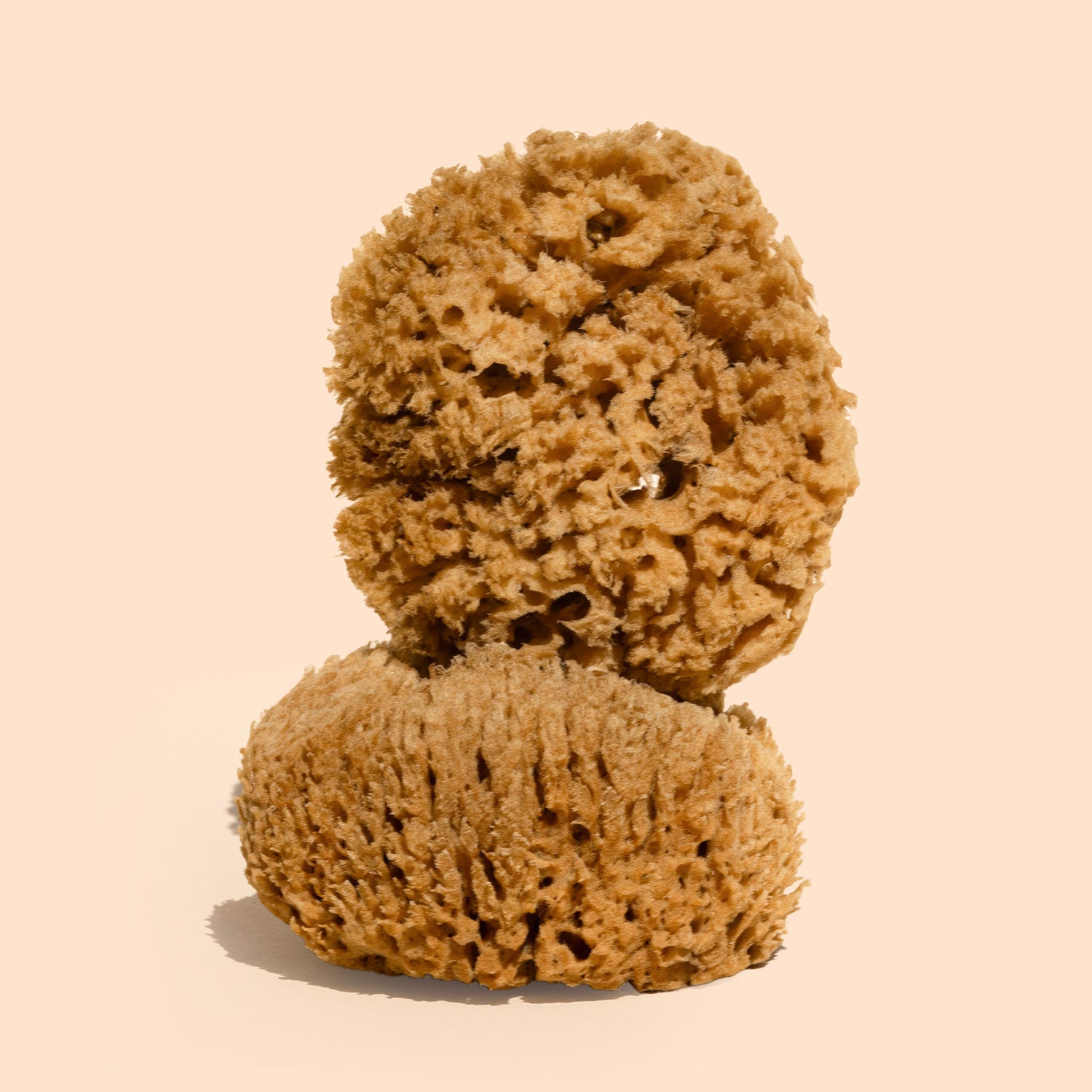 files/body-sea-sponge-4.jpg