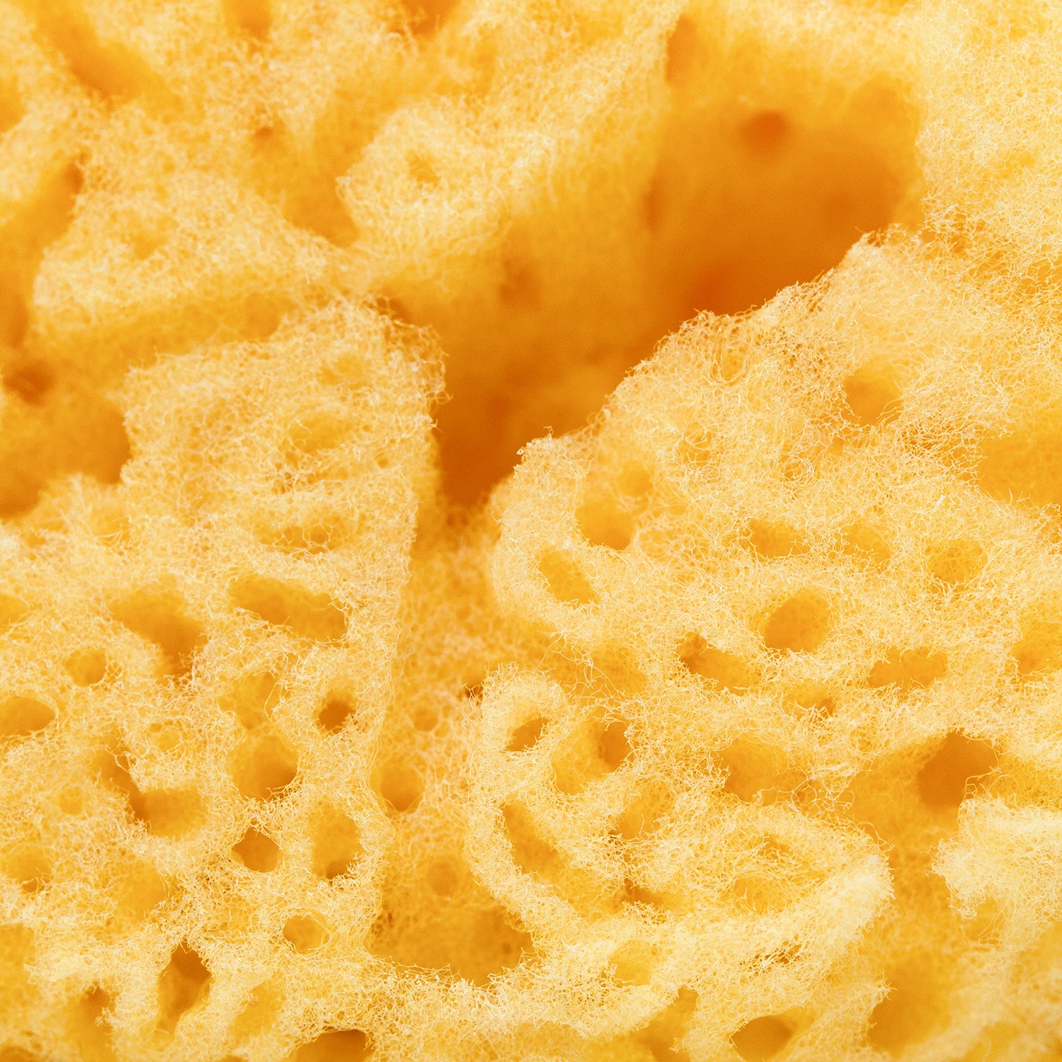Closeup texture of a sea sponge