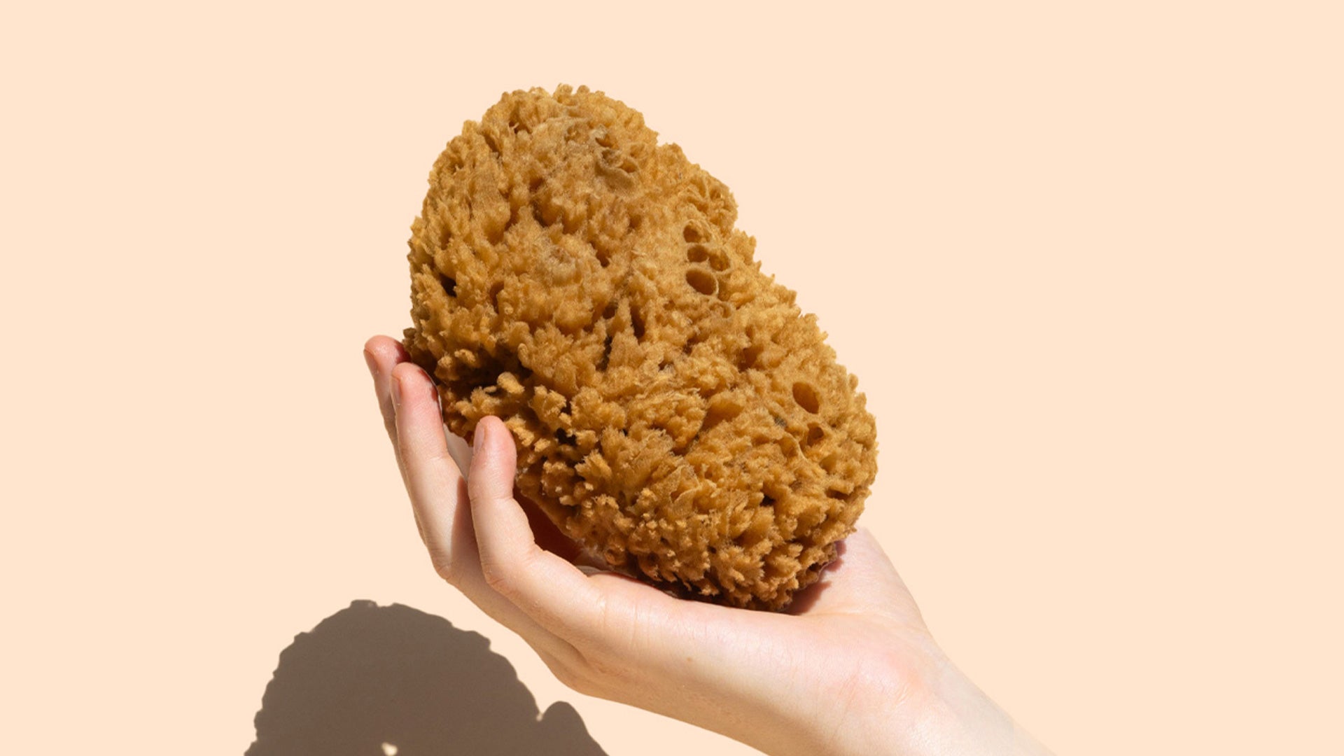 Introducing: Body Sea Sponge