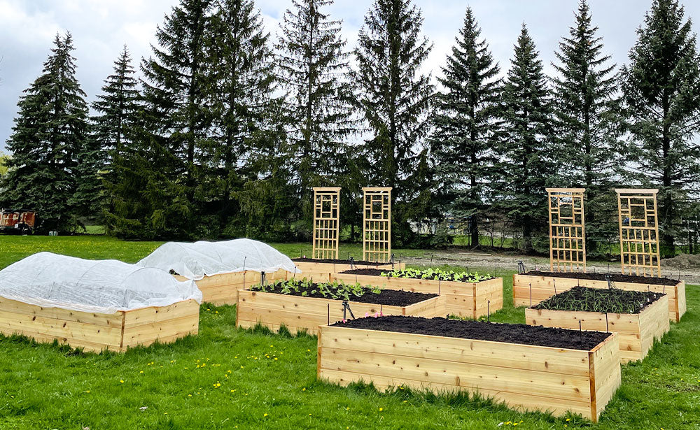Growing Food For The Community