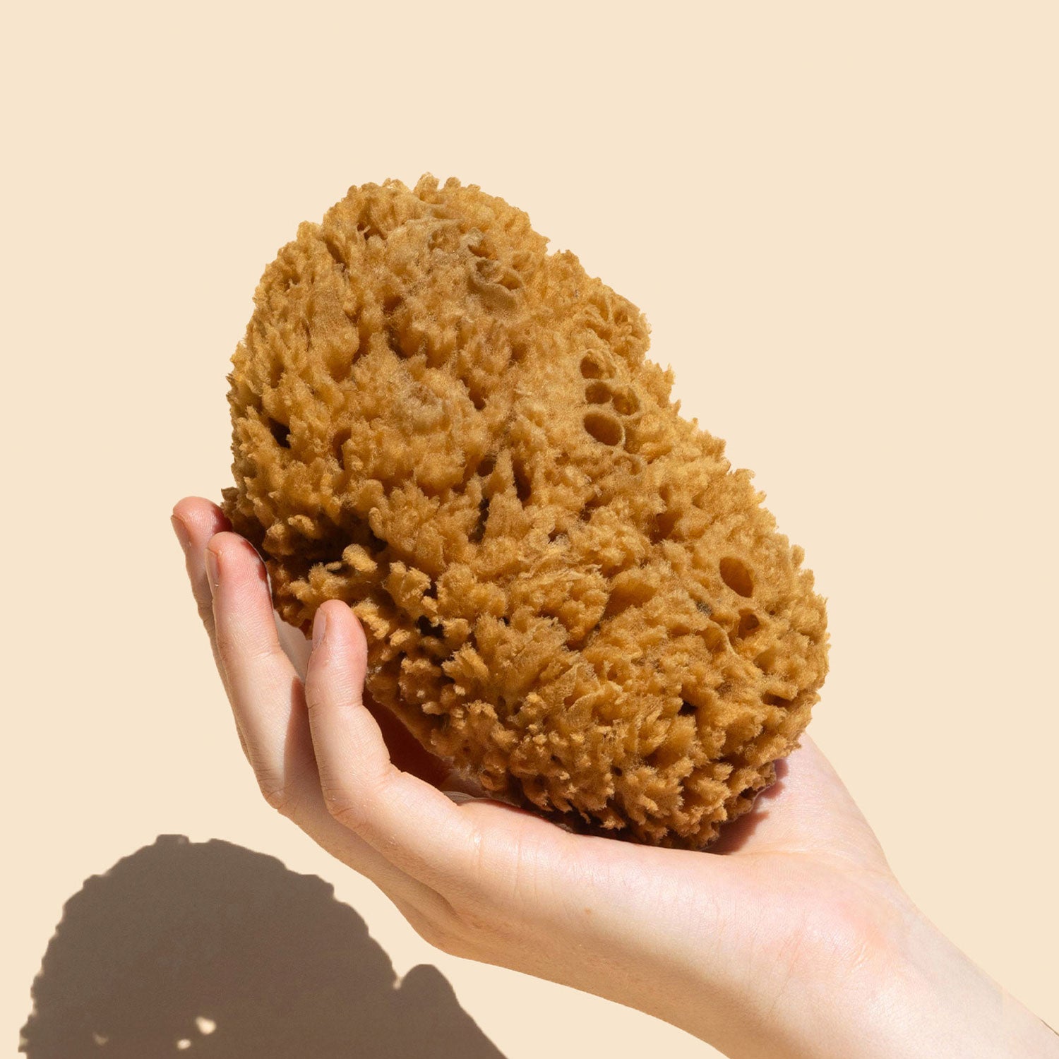 Body Sea Sponge